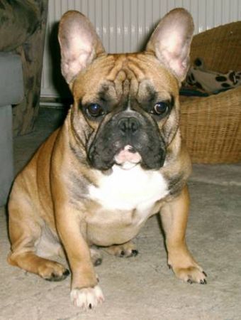 Französische Bulldogge Bronco
