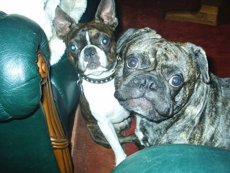 Französische Bulldogge Hunde Foto 34386 Französische Bulldogge pepe mit kumpel gonzo