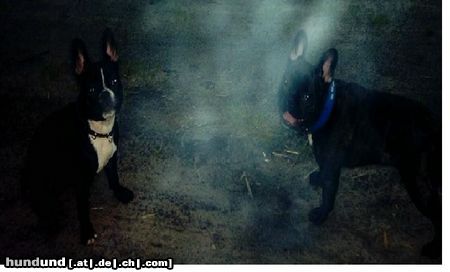 Französische Bulldogge Das sind Elly und Kelly 7 monate alt