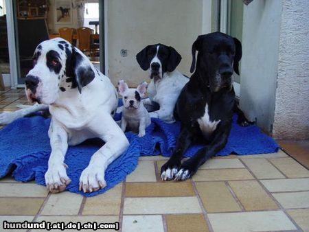 Französische Bulldogge Elsabully und die Riesenbande