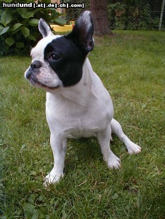 Französische Bulldogge Hunde Foto 4095 Französische Bulldogge meine Schönste!!