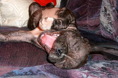Französische Bulldogge Lilly 5 Monate alt