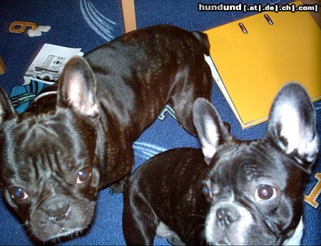 Französische Bulldogge Hunde Foto 8080 Französische Bulldogge Bolle und Lolle
