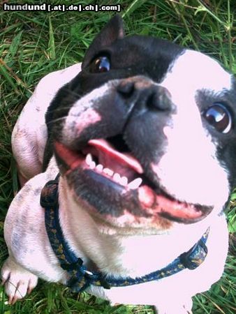 Französische Bulldogge