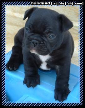 Französische Bulldogge Hunde Foto 45520 in höherer Auflösung ansehen Französische Bulldogge b-litter