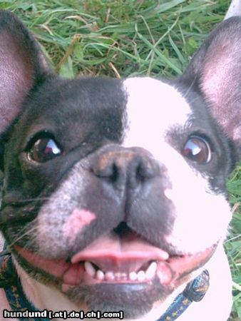 Französische Bulldogge Hunde Foto 25696 in höherer Auflösung ansehen Französische Bulldogge