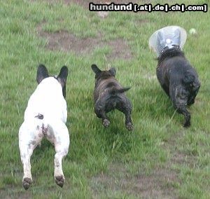 Französische Bulldogge Hunde Foto 4092 Französische Bulldogge 3 kleine Hundehintern