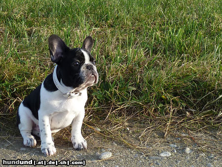 Französische Bulldogge Frustyle Placido Pablo