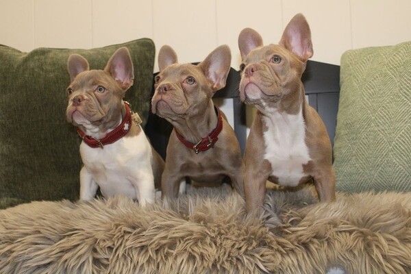 Französische Bulldogge Hunde Foto 47799 Französische Bulldogge Französische Bulldogge Farbe Isabella & Isabellapied