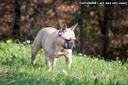 Französische Bulldogge Hunde Foto 46738 in höherer Auflösung ansehen Französische Bulldogge Sunshine Maylee - fawn