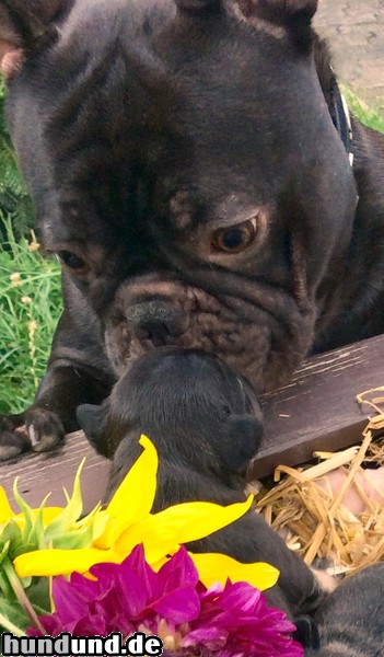 Französische Bulldogge Hunde Foto 47622 Französische Bulldogge Französische Bulldogge ...erste Küsschen v.Papa...