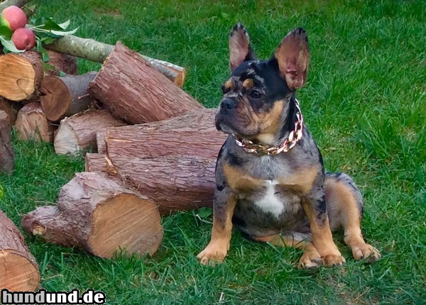 Französische Bulldogge Welpe des Hauses Säphline v. Monarchieline....der Onkel gibt ein Küsschen..