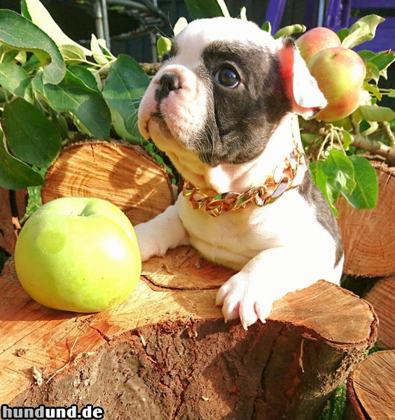 Französische Bulldogge Welpe des Hauses Säphline v. Monarchieline....Französische Bulldogge...