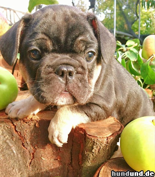 Französische Bulldogge Welpe des Hauses Säphline v. Monarchieline.