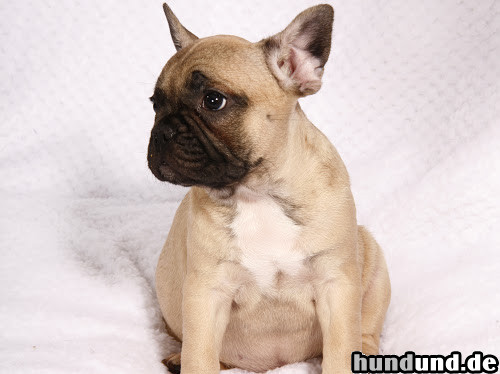 Französische Bulldogge Französische Bulldogge Weibchen Creme fawn mit Maske zwölf Wochen alt Säph-Line