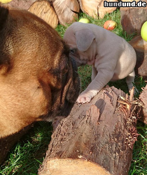 Französische Bulldogge Hunde Foto 47638 Französische Bulldogge Welpe des Hauses Säphline v. Monarchieline....der Onkel gibt ein Küsschen..