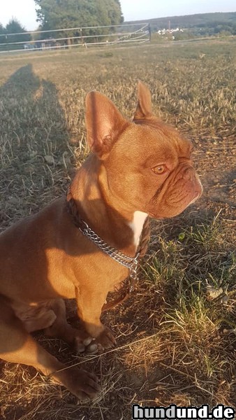 Französische Bulldogge Deckrüde (intern!) des Hauses Säphline v. Monarchieline....RED CHOCOLATE...