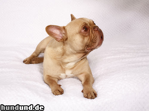 Französische Bulldogge Französische Bulldogge Schoko-Creme Weibchen neun Jahre alt Säph-Line
