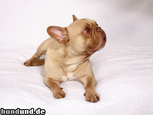 Französische Bulldogge Hunde Foto 47598 Französische Bulldogge Französische Bulldogge Schoko-Creme Weibchen neun Jahre alt Säph-Line
