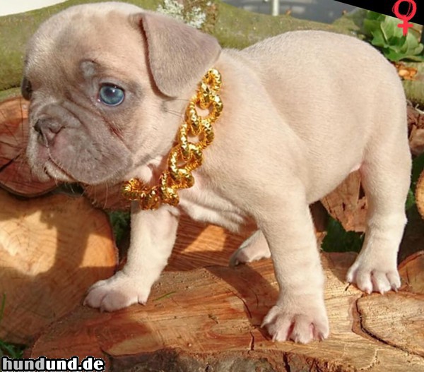 Französische Bulldogge Welpe des Hauses Säphline v. Monarchieline....Mädel in lilac-creme...