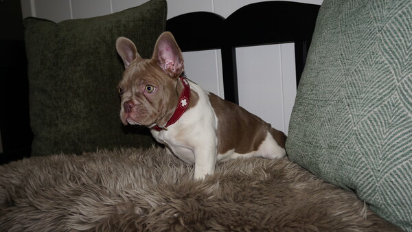 Französische Bulldogge Hunde Foto 47801 Französische Bulldogge Französische Bulldogge Farbe Isabella piedbald