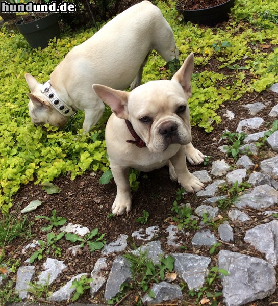 Französische Bulldogge Französische Bulldogge ...Creme &Aprico...Auf Entdeckung....“such d.Lekerli“ Spiel...