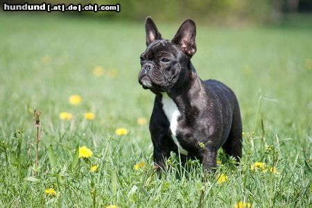 Französische Bulldogge Annettchen little sunrise von den Diggy Dogs - brindle