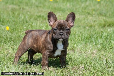 Französische Bulldogge Hunde Foto 46740 in höherer Auflösung ansehen Französische Bulldogge Bavarian Bulls Tiger Lilly Betty-Lou - brindle