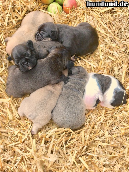 Französische Bulldogge Französische Bulldogge ...Bullybabys in Regenbogen Farben....