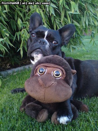 Französische Bulldogge Dicke Augen Molly