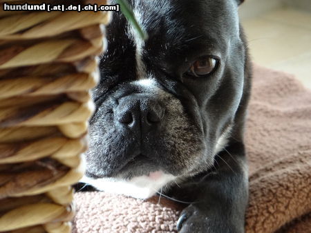 Französische Bulldogge Versteckspiel