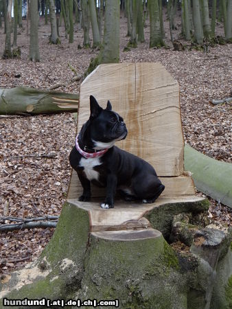 Französische Bulldogge Ausblick