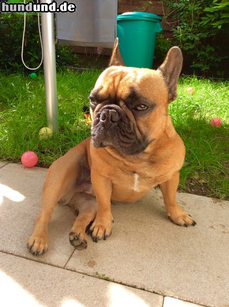 Französische Bulldogge Französische Bulldogge RED FAWN Säph-Line Rüde Ein Jahr alt 