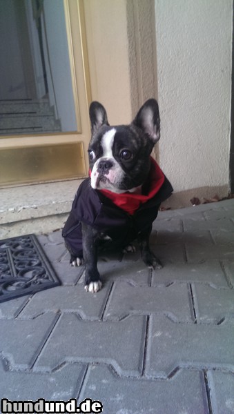 Französische Bulldogge Hunde Foto 47161 Französische Bulldogge unsere Dodge ist fertig für den Frühsport, heute steht Joggen auf dem Plan. Bild ist aus November