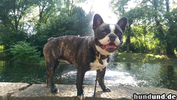 Französische Bulldogge dodge beim spazieren gehen 