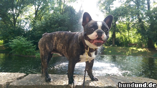 Französische Bulldogge Hunde Foto 47243 Französische Bulldogge dodge beim spazieren gehen