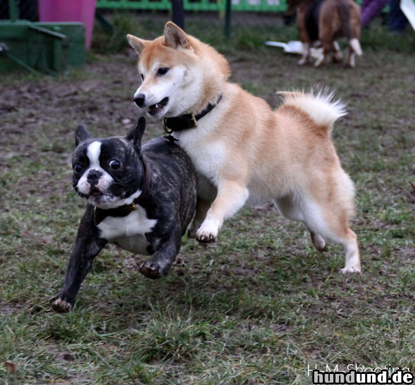 Französische Bulldogge unsere kleine dodge beim spielen mit shiba inu freundin melody 