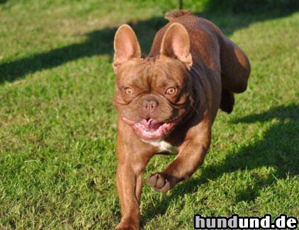 Französische Bulldogge Hunde Foto 47601 Französische Bulldogge Französische Bulldogge RED CHOKOLATE Rüde zwei Jahre alt Säph-Line