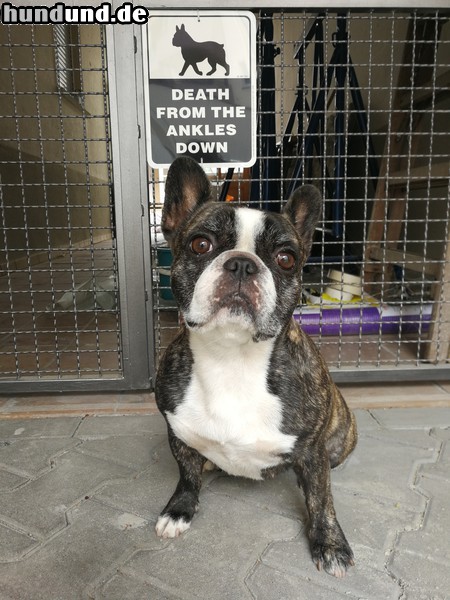 Französische Bulldogge Hunde Foto 47648 Französische Bulldogge Dodge