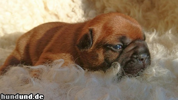 Französische Bulldogge Französische Bulldogge Welpen der Säphline redchocolate 