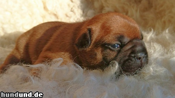 Französische Bulldogge Hunde Foto 47663 Französische Bulldogge Französische Bulldogge Welpen der Säphline redchocolate