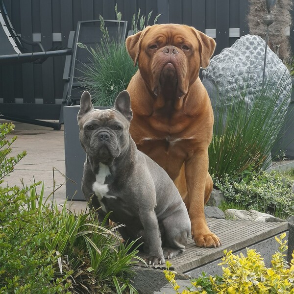 Französische Bulldogge Matteo & Loui