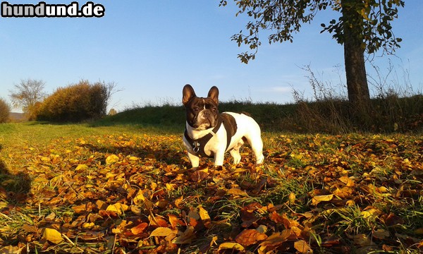 Französische Bulldogge Vitali ist 2011 geboren und ein ganzer Kerl. Er liebt lange Spaziergänge, wie hier in der herrlichen Herbstsonne.