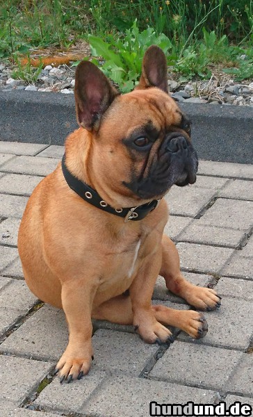 Französische Bulldogge Französische Bulldogge RED FAWN männlich ein Jahr alt Säph-Laltine