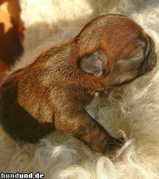 Französische Bulldogge Französische Bulldogge Welpen der Säphline  