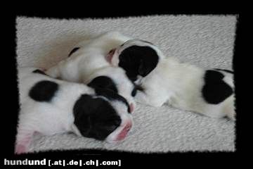 Französische Bulldogge Hunde Foto 9894 Französische Bulldogge Die 3.Musketiere