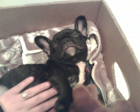Französische Bulldogge Gismo 