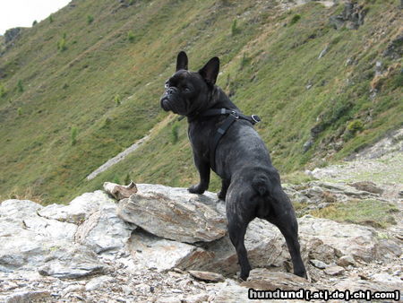Französische Bulldogge Hunde Foto 25591 in höherer Auflösung ansehen Französische Bulldogge Fibi in2000 Meter Höhe am Goldeck (Kärnten)