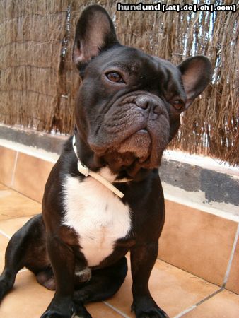 Französische Bulldogge max, sehr schön