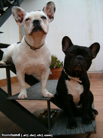 Französische Bulldogge Hunde Foto 5362 Französische Bulldogge sehr viele schön